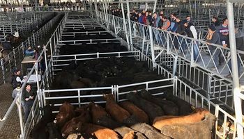 Cañuelas: demanda selectiva y sobreoferta de vacas  