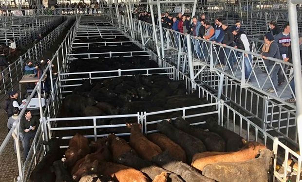 Cañuelas: demanda selectiva y sobreoferta de vacas