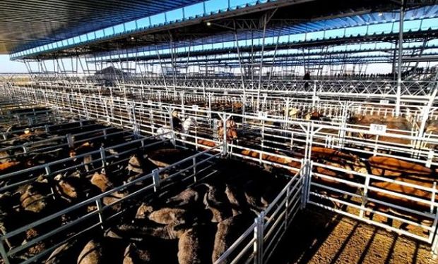 Cañuelas: la hacienda de consumo volvió a depreciarse y hubo una retracción de hasta $20 por kilo vivo