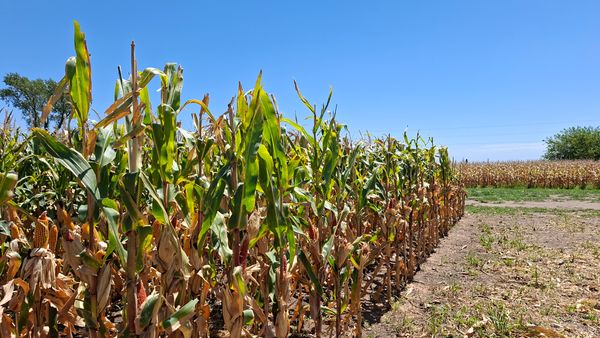maices petisos de stine