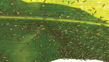 Identifican un insecto inusual que podría afectar el rendimiento de los maíces tardíos