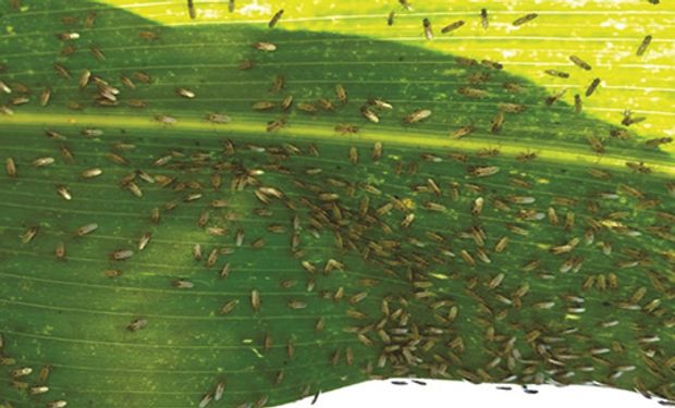 San Luis: detectan un insecto inusual en maíces tardíos.