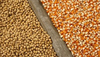 Jornada mixta en Chicago: cayó el trigo, pero se fortalecieron la soja y maíz