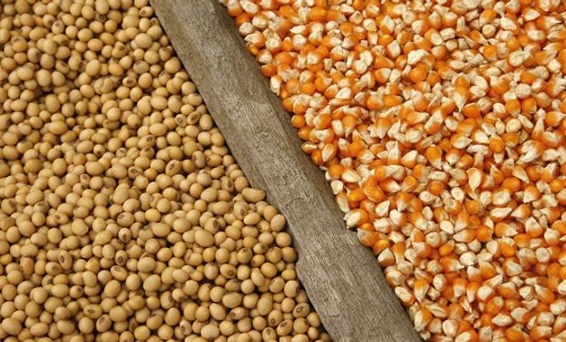 Jornada mixta en Chicago: cayó el trigo, pero se fortalecieron la soja y maíz