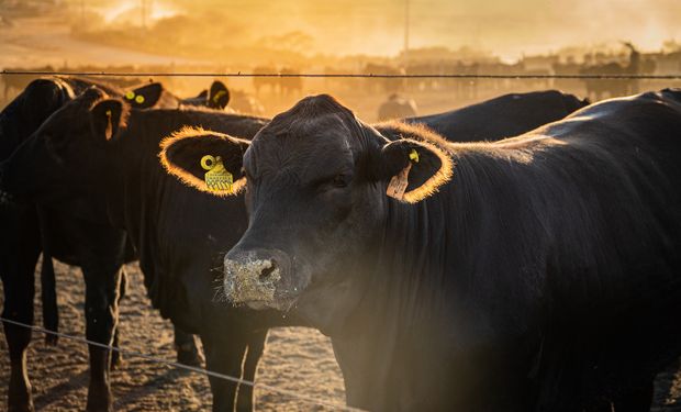 Grupo anuncia maior rebanho angus da América Latina