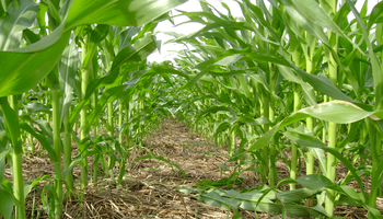 Calor persistente y lluvias normales: el foco del verano estará puesto en el agua disponible para los cultivos