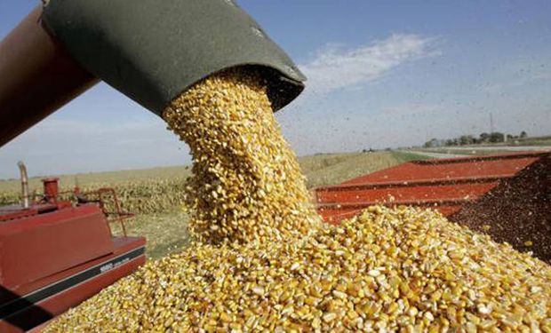 Exportaciones de maíz: el Gobierno estableció nuevas limitaciones 