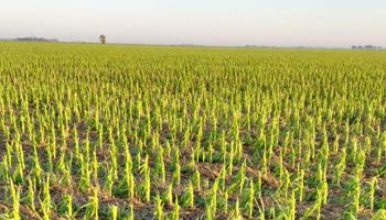 Una pedrada arrasó con 600 hectáreas de cultivos y mató a cinco terneros en Córdoba