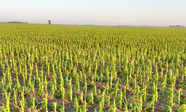 Una pedrada arrasó con 600 hectáreas de cultivos y mató a cinco terneros en Córdoba