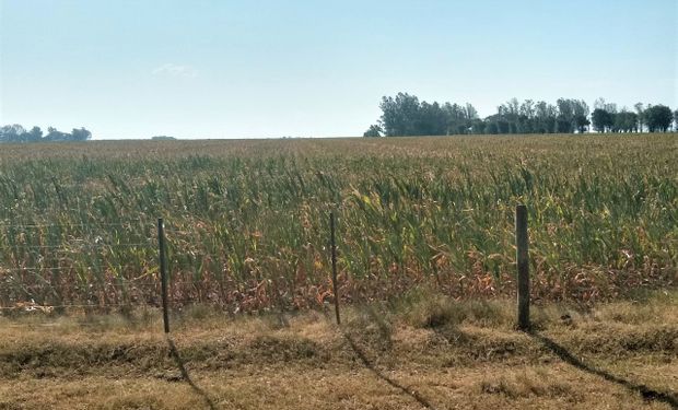 Zona núcleo: los lotes de maíces ya muestran pérdidas importantes