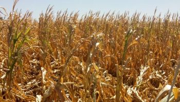 Santa Fe decretará la emergencia agropecuaria por sequía en toda la provincia