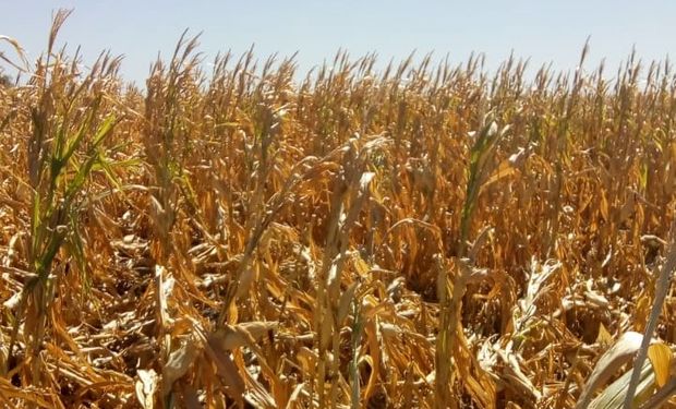 Santa Fe decretará la emergencia agropecuaria por sequía en toda la provincia