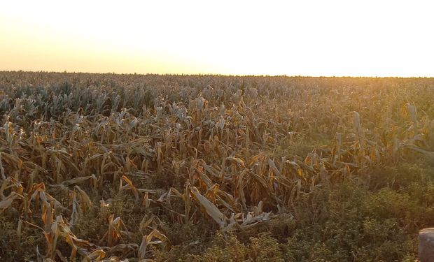 Las condiciones de humedad en el suelo no mejoraron a pesar de las lluvias