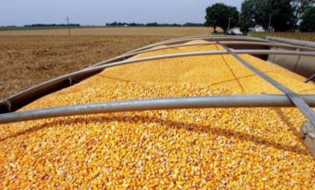 La AFIP subastará más de 4000 toneladas de maíz incautadas: cómo participar