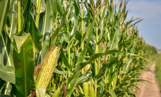 La falta de lluvias frenó la demanda de insumos, mientras que la relación insumo/producto empeoró