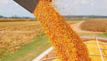 La producción récord de maíz en EE. UU. sacude al mercado y hunde los precios en Chicago