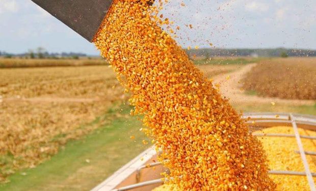La producción récord de maíz en EE. UU. sacude al mercado y hunde los precios en Chicago