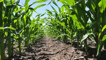 Falta agua: el maíz temprano necesitaría una lluvia para asegurar altos potenciales