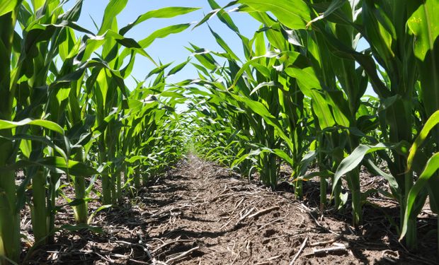 Falta agua: el maíz temprano necesitaría una lluvia para asegurar altos potenciales