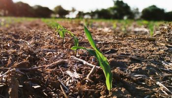 La tormenta no dejó lluvias y la necesidad de los cultivos crece: “Hay menos agua que después de las tres Niñas consecutivas”