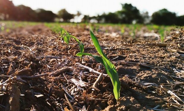 La tormenta no dejó lluvias y la necesidad de los cultivos crece: “Hay menos agua que después de las tres Niñas consecutivas”