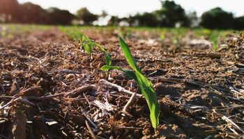 Cae un 30 % la intención de siembra de maíz en la zona núcleo por una “tormenta” perfecta
