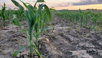 Bayer prepara un maíz "enano" para combatir el cambio climático