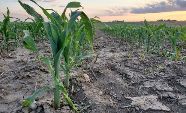 Bayer prepara un maíz "enano" para combatir el cambio climático