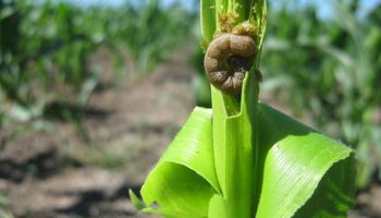 Sembrar un refugio en maíces Bt: por qué es importante y cómo debe utilizarse