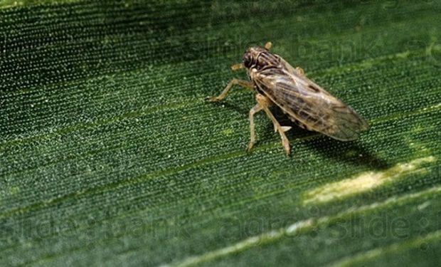 Llega a Agroactiva la primera edición de “Bioactiva”: cómo es la agenda del encuentro técnico clave para el manejo agrícola