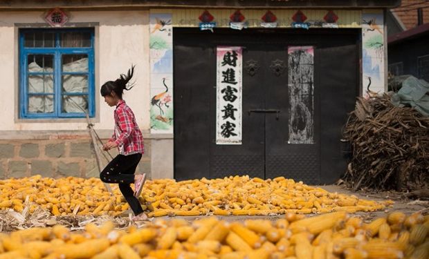 Crisis energética y clima: se dispara el precio del maíz en China