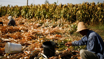 Maíz transgénico: la empresa que promete ser el "Monsanto" chino