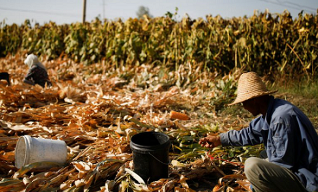 Maíz transgénico: la empresa que promete ser el "Monsanto" chino