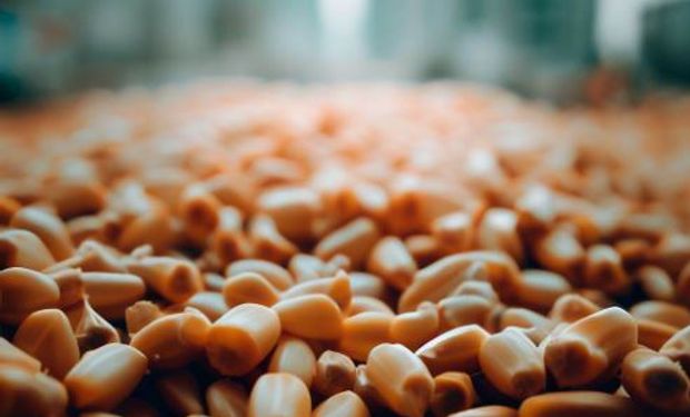 Maíz 24/7: los más de 600 productos desconocidos en los que está presente el cereal