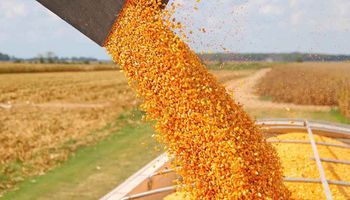 La cadena del maíz en busca de certezas y nuevas estrategias
