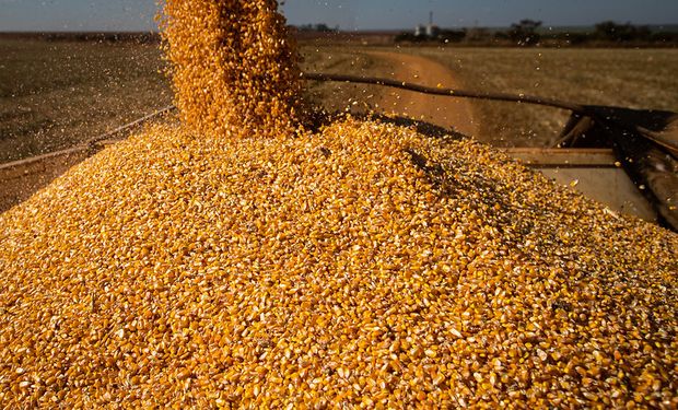 Los exportadores argentinos no consiguen maíz para cargar buques y sube el precio: se suma la lluvia que frena la cosecha de soja