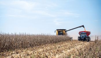 El maíz temprano alcanza un rendimiento promedio de 100 quintales, pero la distribución es muy dispar