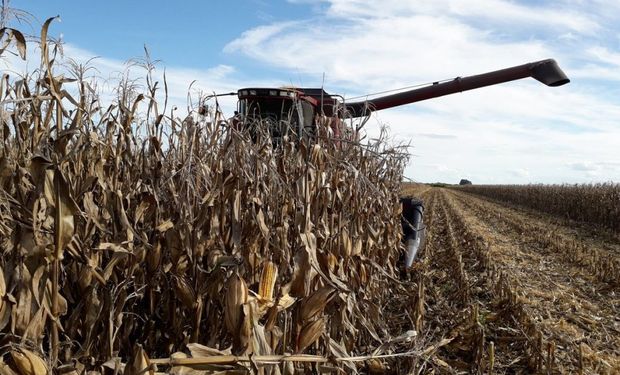 Santa Fe: la cosecha de maíz temprano avanzó un 70 % y el rendimiento obtuvo aumentos en lotes puntuales 