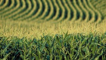 64% del nuevo cupo de maíz ya fue cubierto