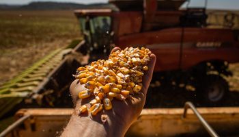¿Con cuántos quintales se cubren los costos de trigo, soja, maíz y sorgo?
