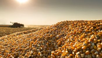 Efecto dólar maíz: cuál podría ser el impacto en el precio de las carnes y la leche