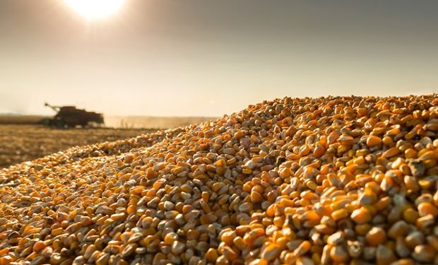 Efecto dólar maíz: cuál podría ser el impacto en el precio de las carnes y la leche