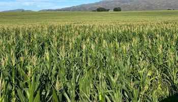 Nunca se necesitaron tantos quintales de maíz para comprar urea como ahora: qué resultado dan los cultivos