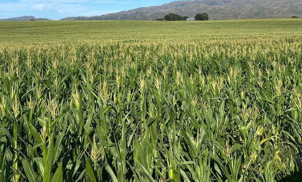 Nunca se necesitaron tantos quintales de maíz para comprar urea como ahora: qué resultado dan los cultivos