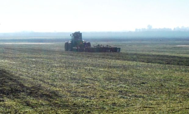 Maíz: especialistas evaluaron el impacto de la descompactación del suelo