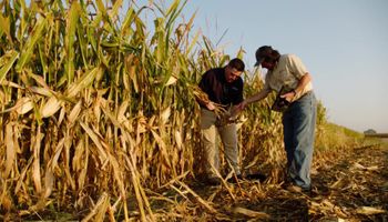 Fred Below: la recomendación de un experto para potenciar el rinde del maíz