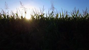 Ahora fue el turno del trigo y el maíz: por qué se disparó el precio de los cereales