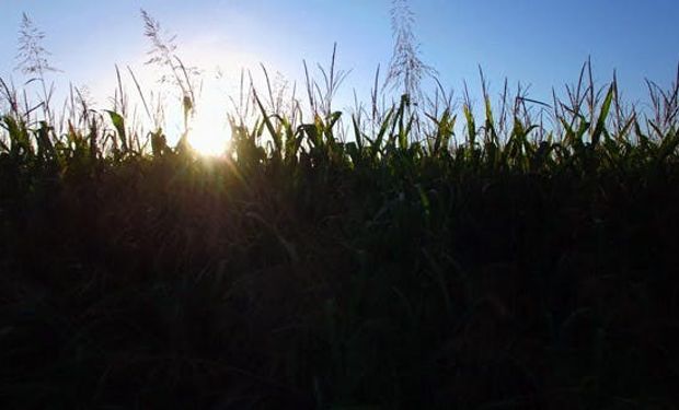 Ahora fue el turno del trigo y el maíz: por qué se disparó el precio de los cereales