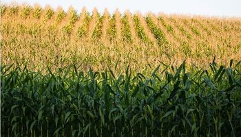 Sequía y guerra: los siete gráficos que reflejan la oferta y demanda mundial de soja, trigo y maíz