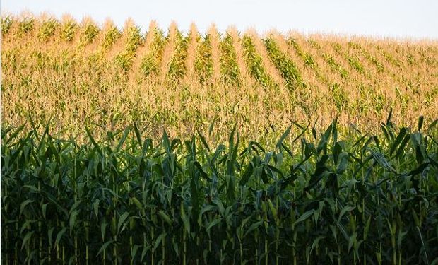 Sequía y guerra: los siete gráficos que reflejan la oferta y demanda mundial de soja, trigo y maíz
